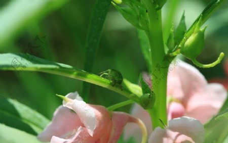 綠甲壳虫粉色花图片