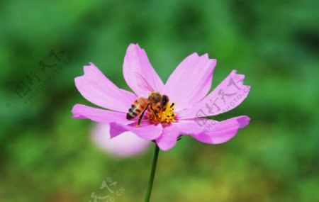 蜜蜂与波斯菊图片