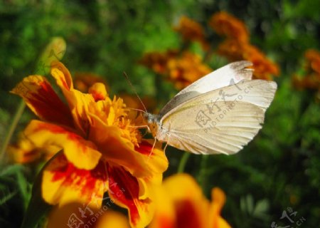 黄红色花上的白蝴蝶图片