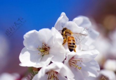 樱花上的蜜蜂图片