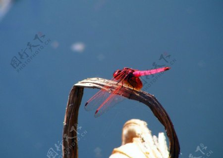 红蜻蜓图片