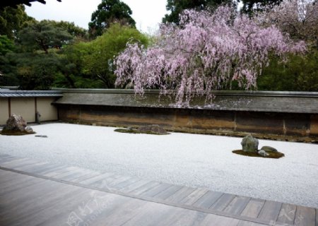 日本樱花摄影图片