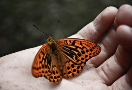 停在手上的美丽蝴蝶图片