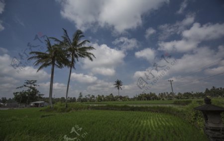 巴厘岛田园风光图片