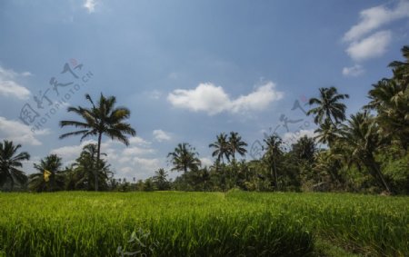 巴厘岛的田园风光图片