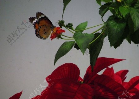 花蝴蝶图片