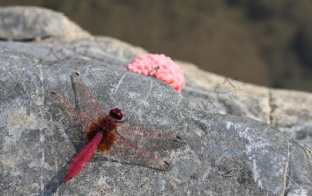 美丽红蜻蜓图片