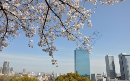 樱花掩映下的大阪图片