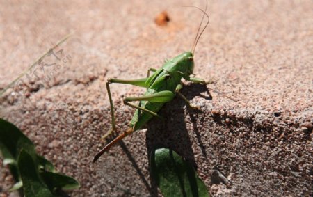 爬行的绿色蟋蟀图片