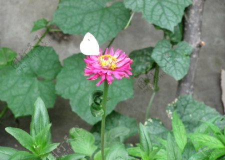 丝瓜旁边花上的蝴蝶图片