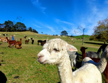 新西兰驼羊图片