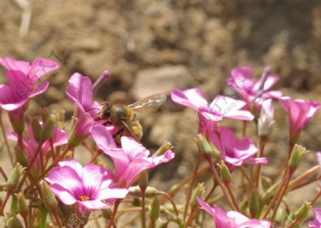 花间蜜蜂图片
