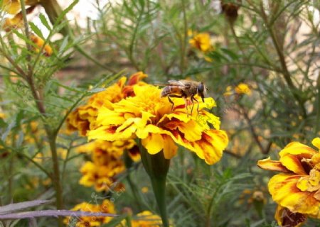 蜜蜂飞舞图片