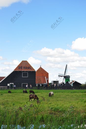 荷兰农场图片