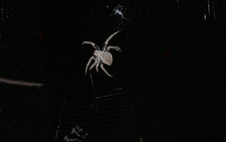 暗夜蜘蛛图片