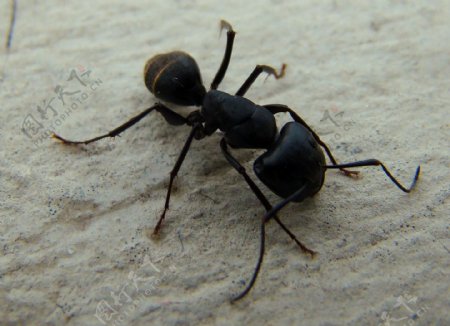 蚂蚁黑蚂蚁图片