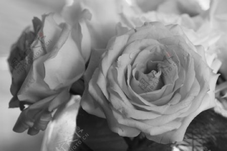 黑白玫瑰图片