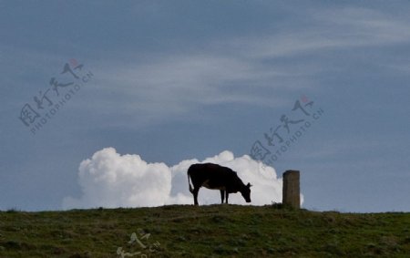 山坡奶牛图片