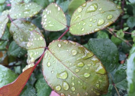 雨中的绿叶图片