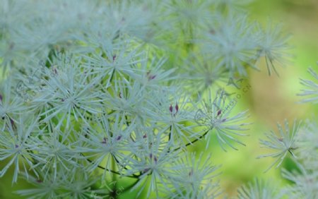 野花花蕊白色小花图片