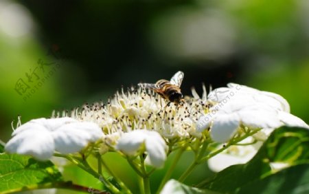 蜜蜂野花图片