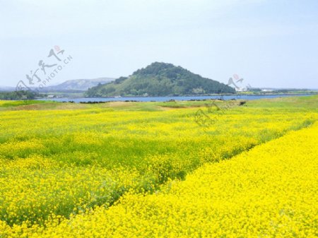 济州油菜花图片