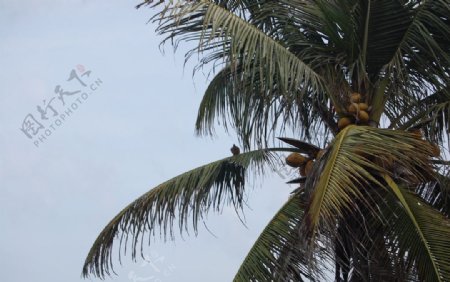 椰子树巴厘岛之旅图片