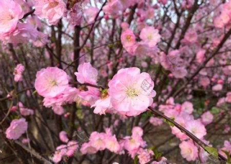 榆叶梅梅花图片