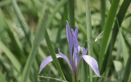 草丛中的紫色花朵图片