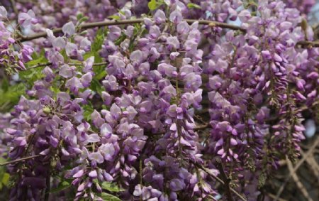 紫藤花图片