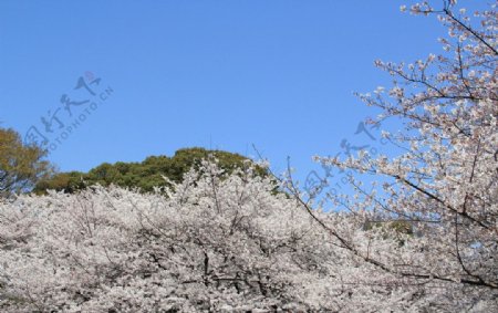 樱花美景图片