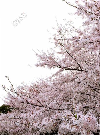 樱花缤纷图片