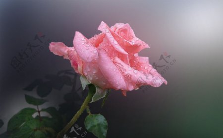 朦胧中的粉色玫瑰花图片