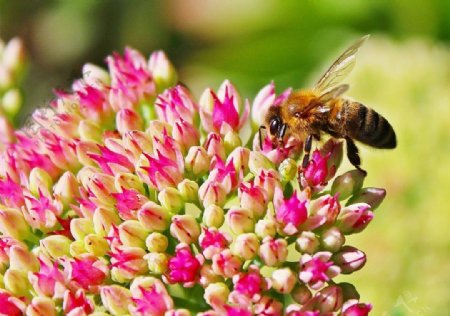 蜜蜂采蜜和红色八仙花图片