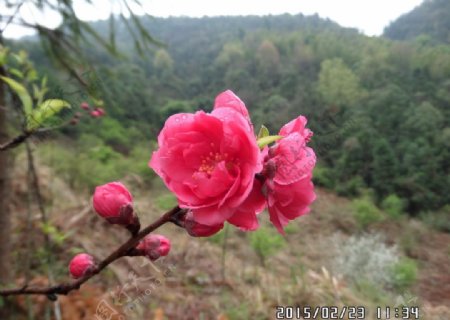 梅花特写图片