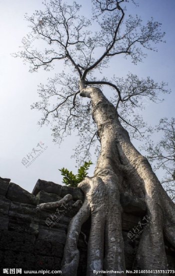 吴哥窟巨树图片