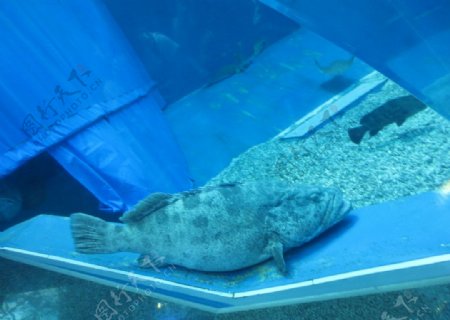 冲绳美之海水族馆图片