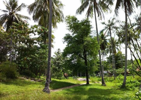 普吉岛椰林图片