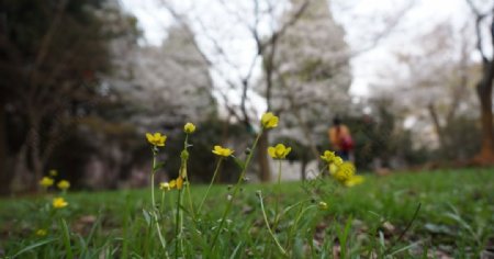 磨山小黄花图片