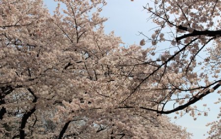 上野樱花图片