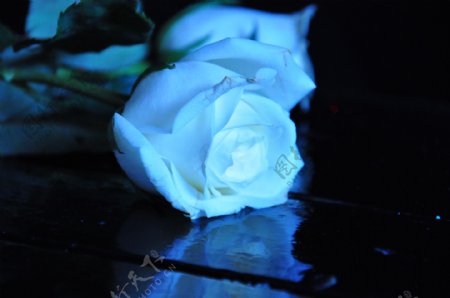 蓝白玫瑰图片