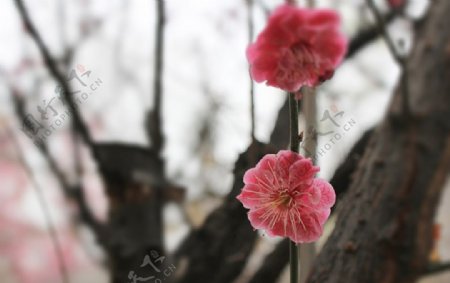 梅花樱花图片