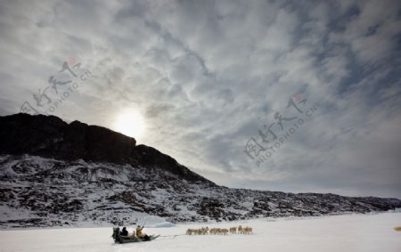 北极雪橇犬图片