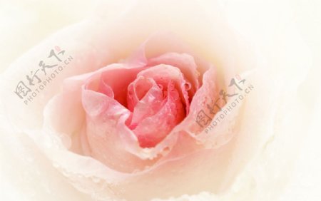 粉嫩玫瑰花图片