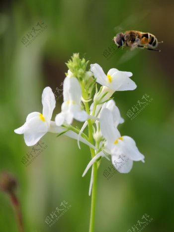 花朵蜜蜂图片