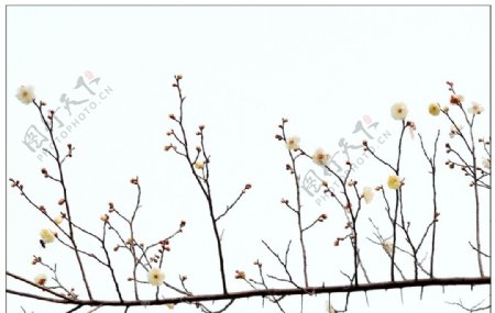白色腊梅花枝图片
