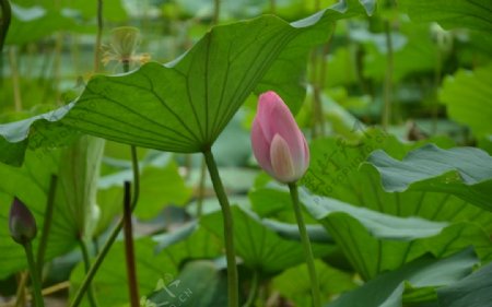 荷花图片