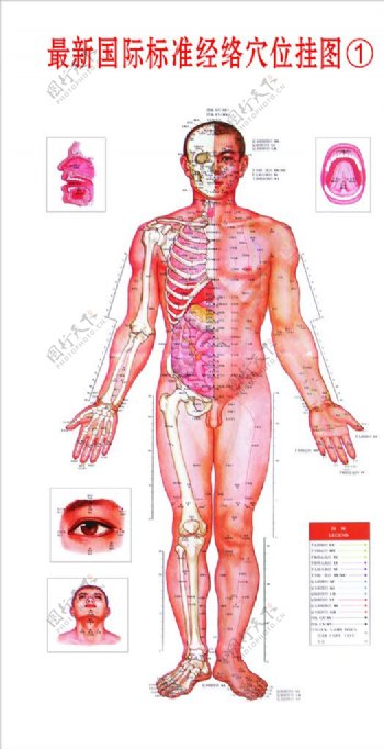 最新国际标准经络穴位挂图图片