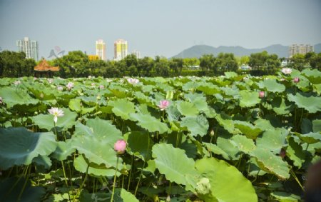 荷花图片