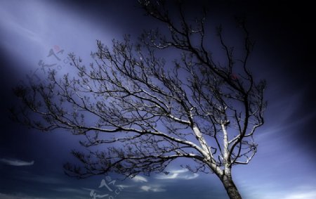 一棵孤独的树澳大利亚田园风光图片